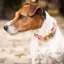 Kentucky Velvet Dog Collar - Old Rose