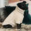 Kentucky Teddy Fleece Sweater Dog Rug - Beige