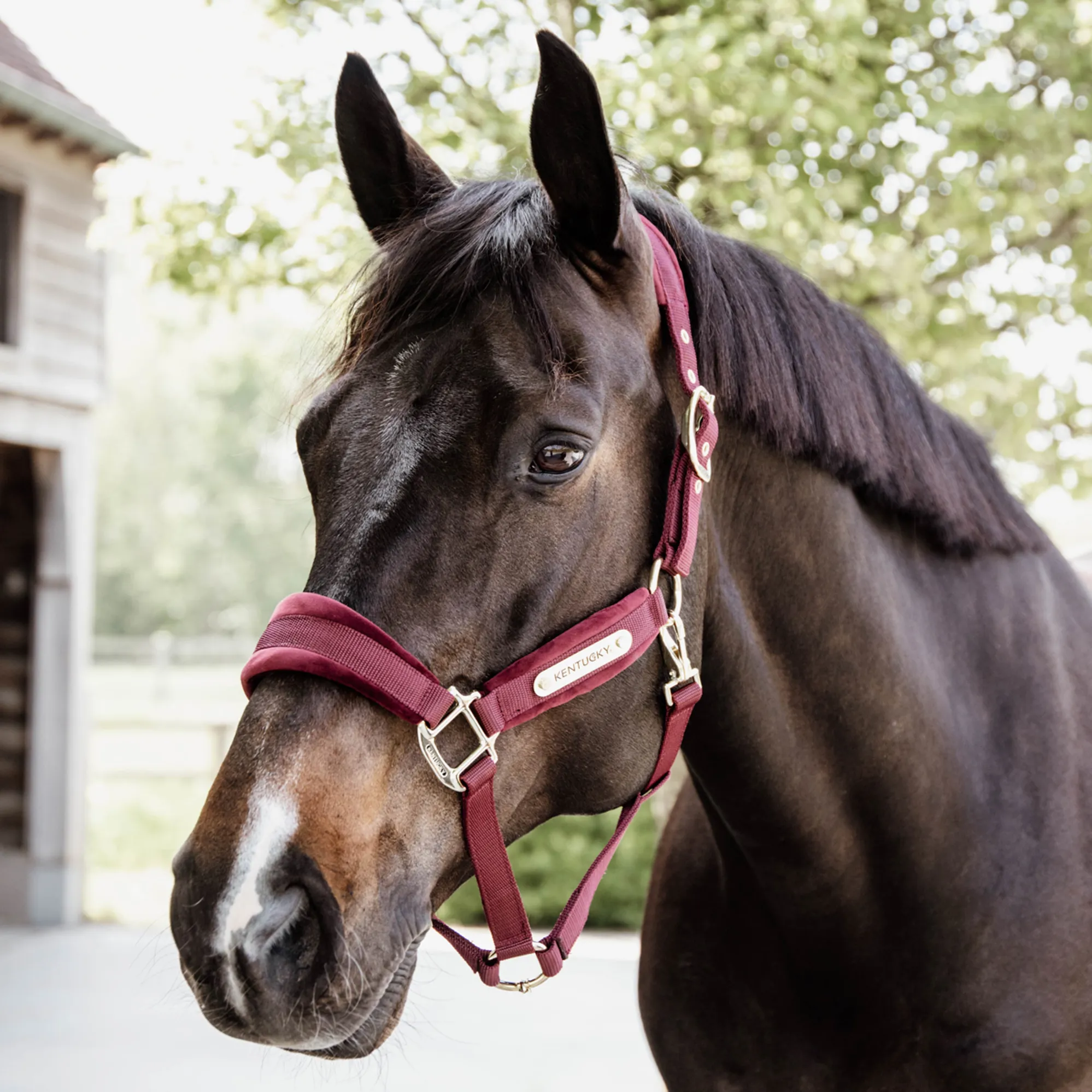 Kentucky Velvet Headcollar Bordeaux Kentucky Velvet Headcollar Bordeaux
