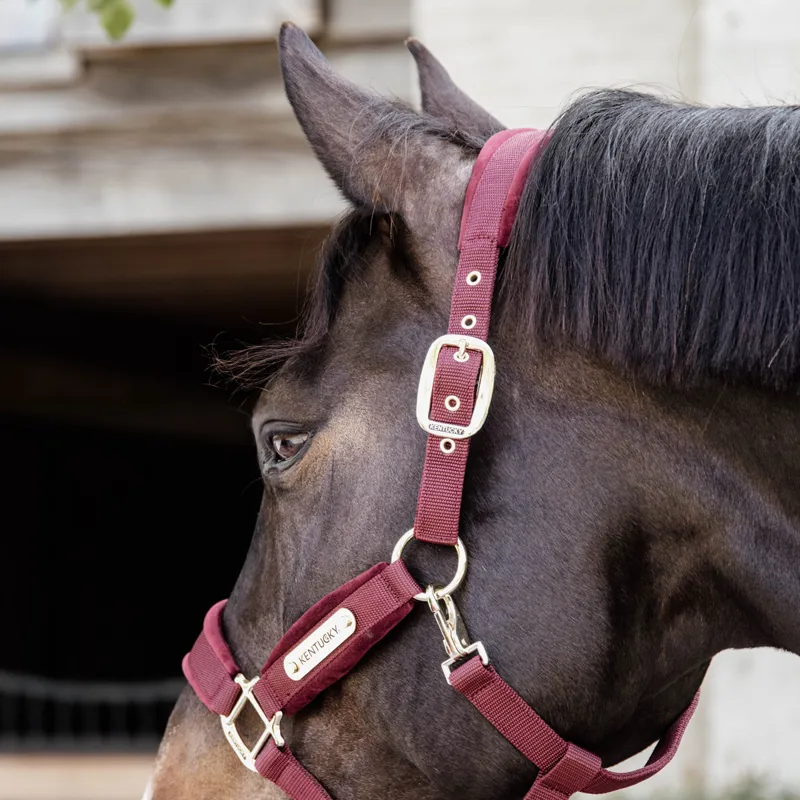 Kentucky Velvet Headcollar - Bordeaux-3