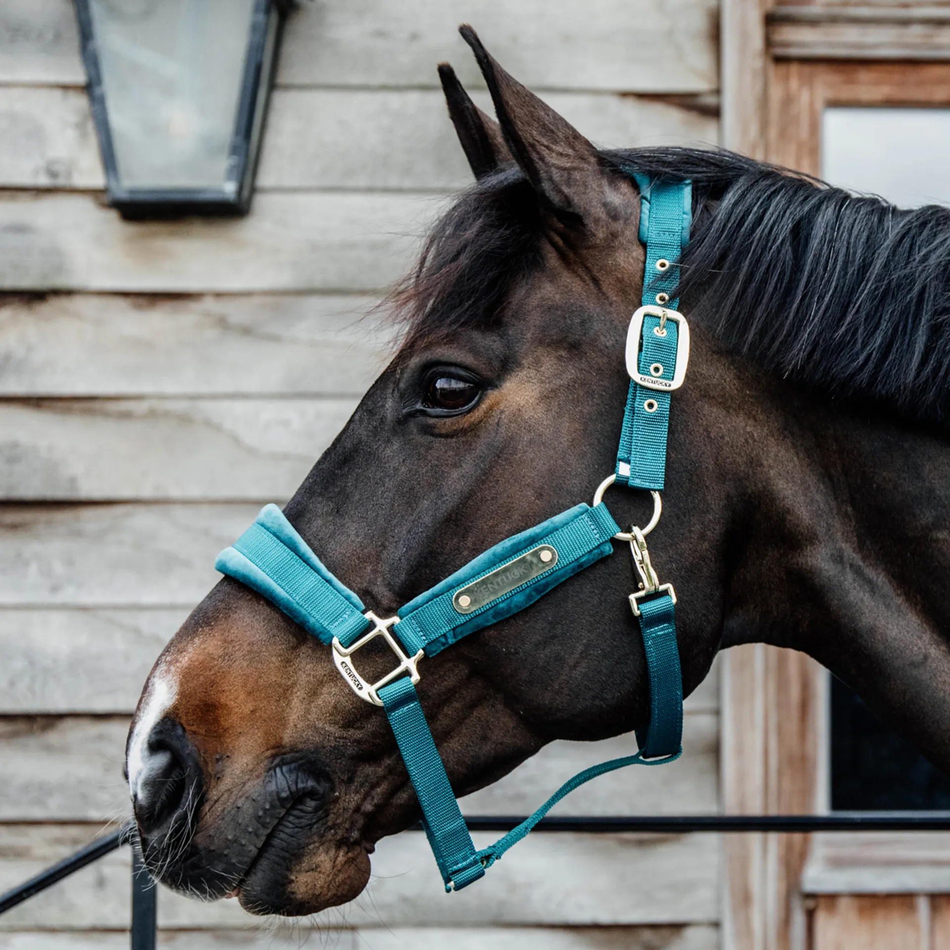 Kentucky Velvet Headcollar