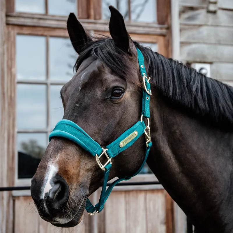 Kentucky Velvet Headcollar - Emerald-3