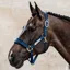 Kentucky Velvet Headcollar - Navy