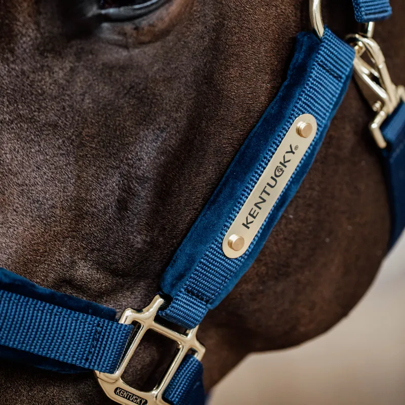 Kentucky Velvet Headcollar - Navy-2