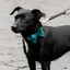 Kentucky Velvet Dog Bow Tie - Emerald