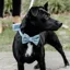 Kentucky Velvet Dog Bow Tie - Light Blue
