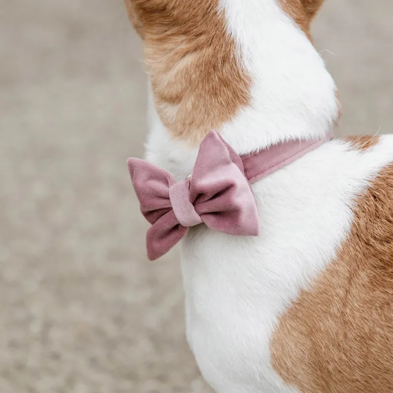 Kentucky Velvet Dog Bow Tie - Old Rose-2