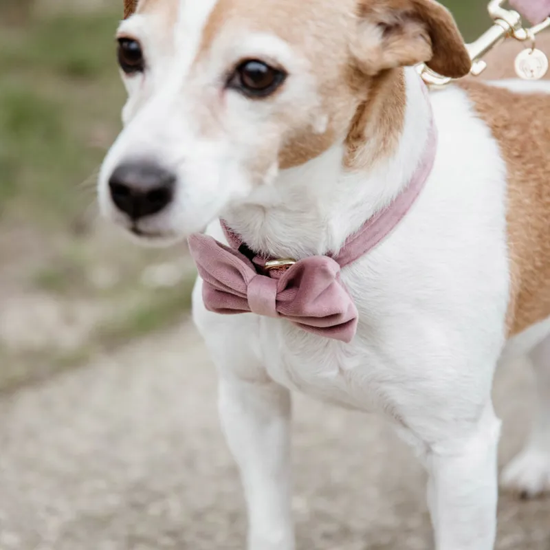 Kentucky Velvet Dog Bow Tie - Old Rose-3
