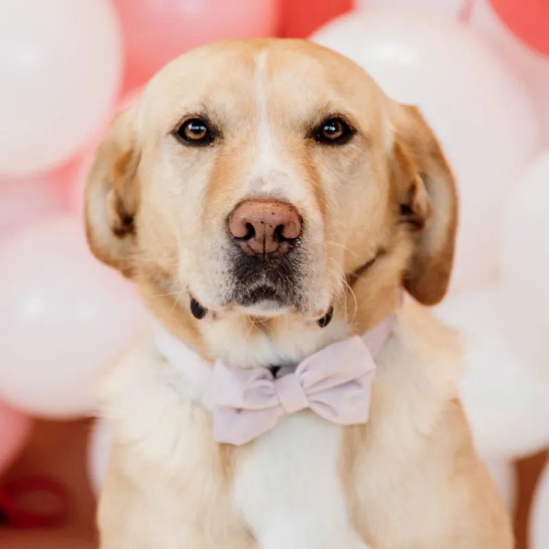 Kentucky Velvet Dog Bow Tie - Soft Rose-2