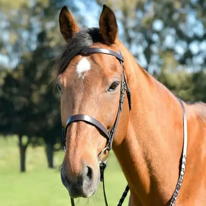 Kincade Classic Flat Hunt Bridle with Reins - Brown-1