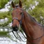 Kincade Show Weymouth Double Bridle - Black