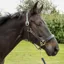 KM Elite Primera Padded Leather Headcollar - Black