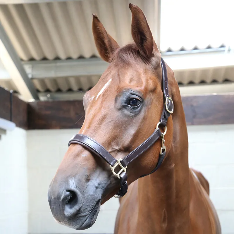 KM Elite Primera Padded Leather Headcollar - Havana