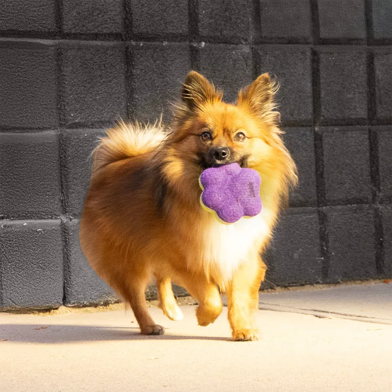 KONG AirDog Squeaker Paw-1