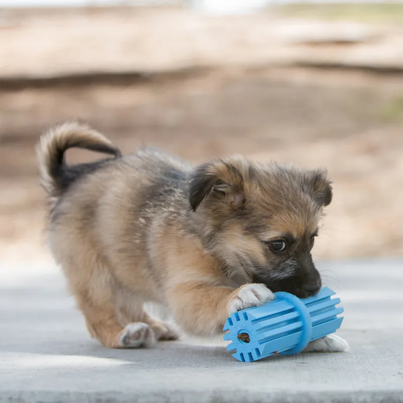 KONG Puppy Teething Stick-1