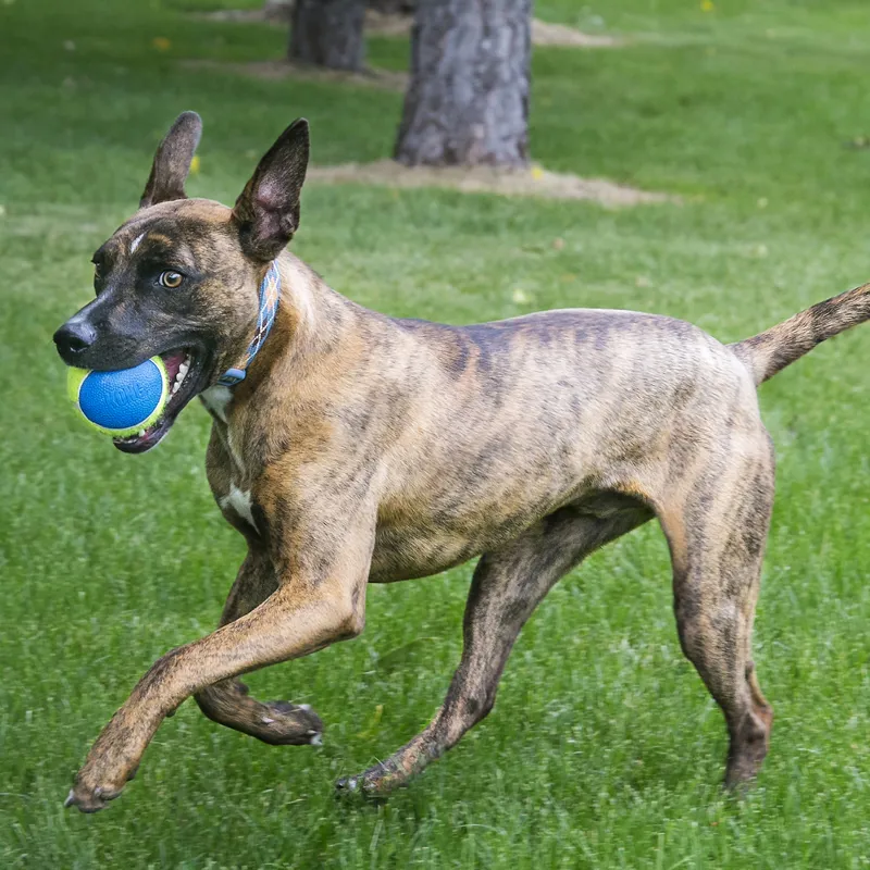 KONG Squeakair Ultra Dog Ball-1