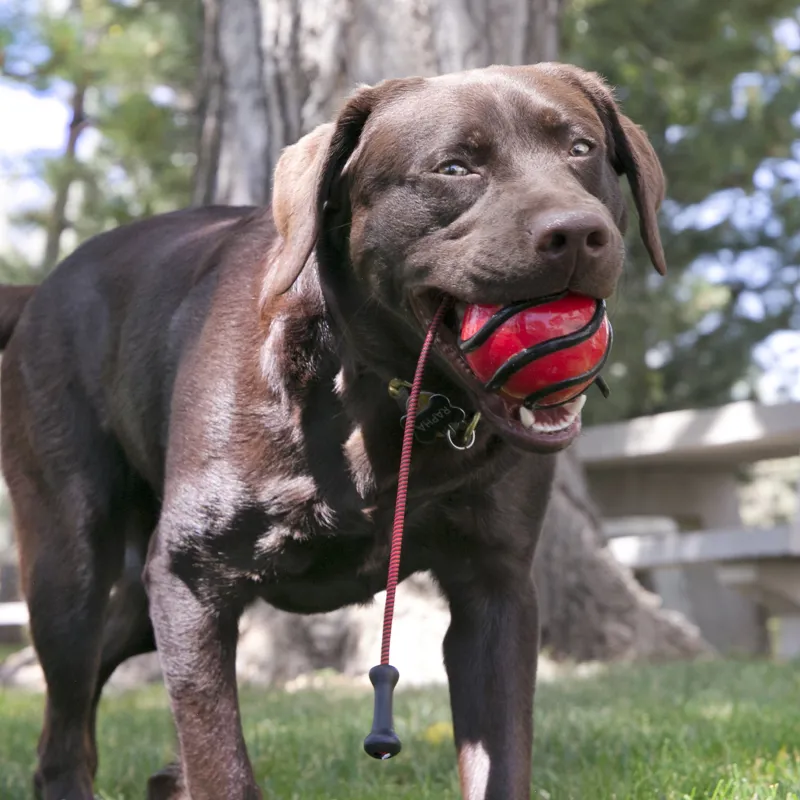 KONG Wavz Bunjiball-1