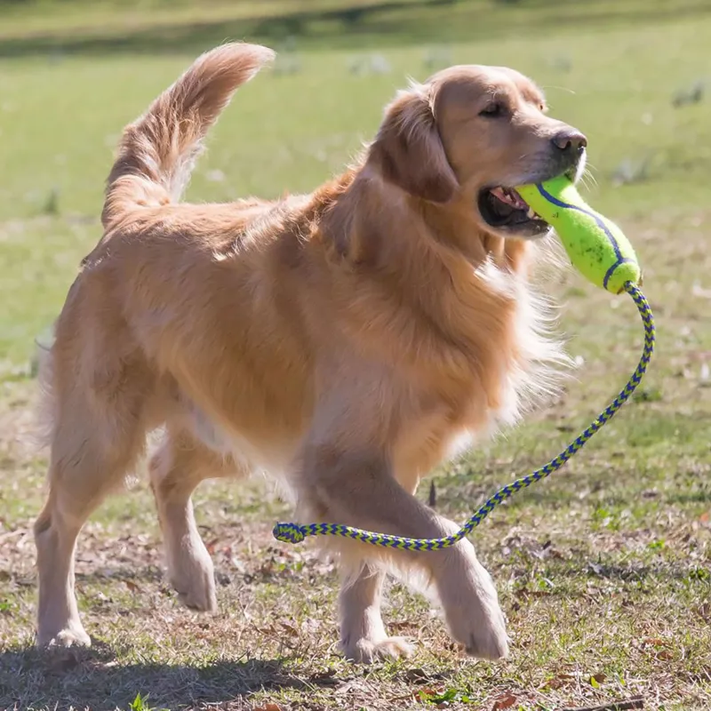 KONG AirDog Fetch Stick with Rope-1