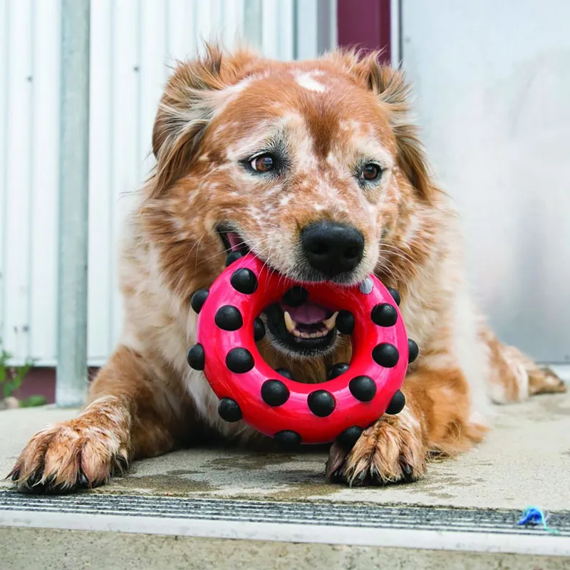 KONG Dotz Squeaker - Red Circle-2