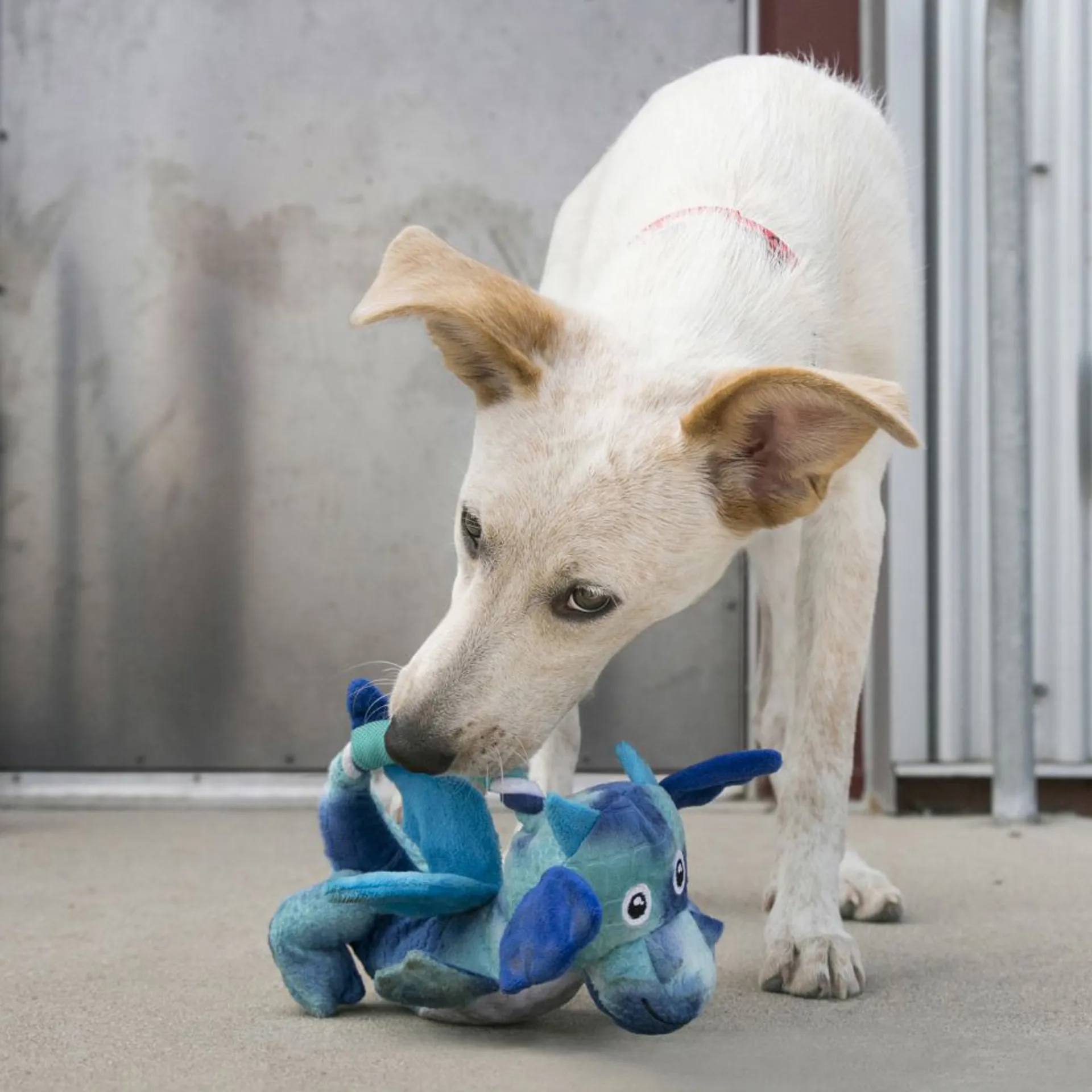 KONG Knots Dog Toy Dragon Assorted