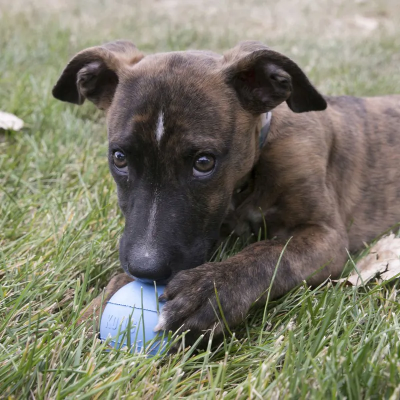 KONG Puppy Rubber Ball-1