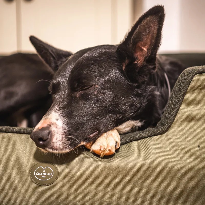 Le Chameau Removable Cushion Dog Bed - Vert Chameau-2