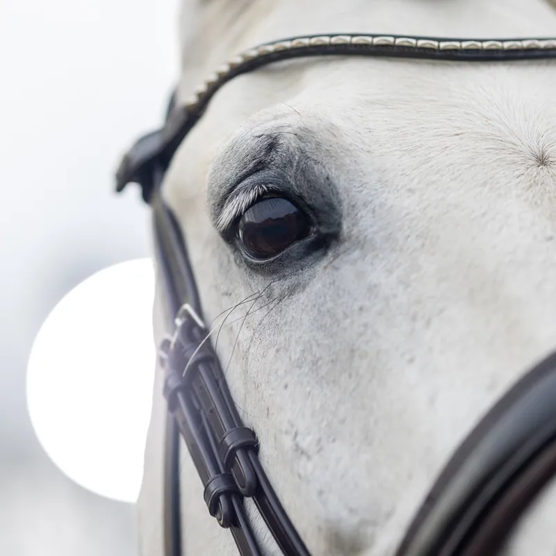 LeMieux Kudos Classic Dressage Flash Bridle - Havana-3