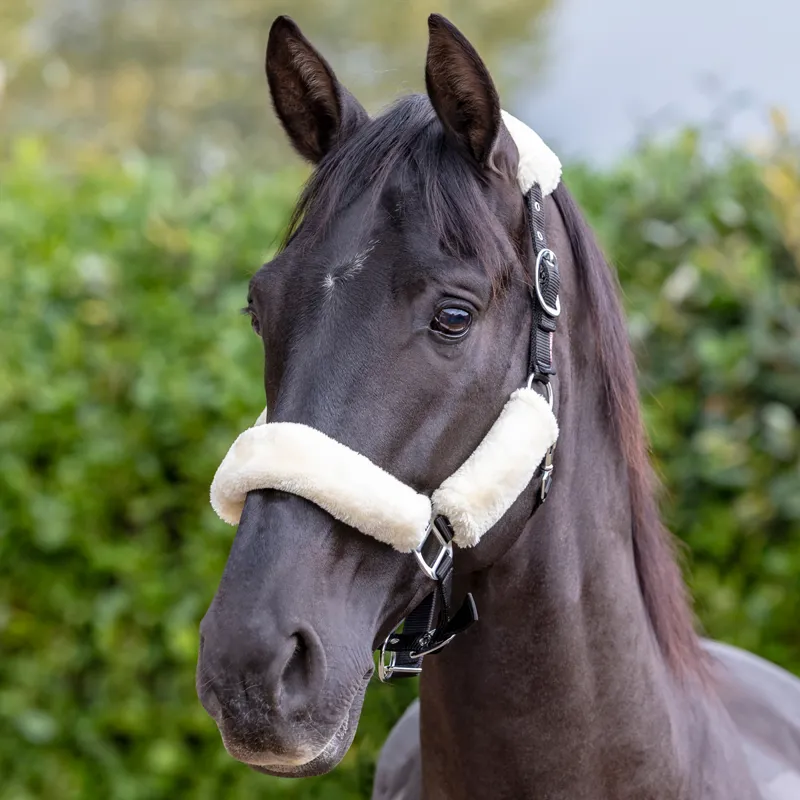 LeMieux Capella Headcollar - Ginger