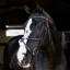 LeMieux Arika Grackle Bridle - Black/Silver