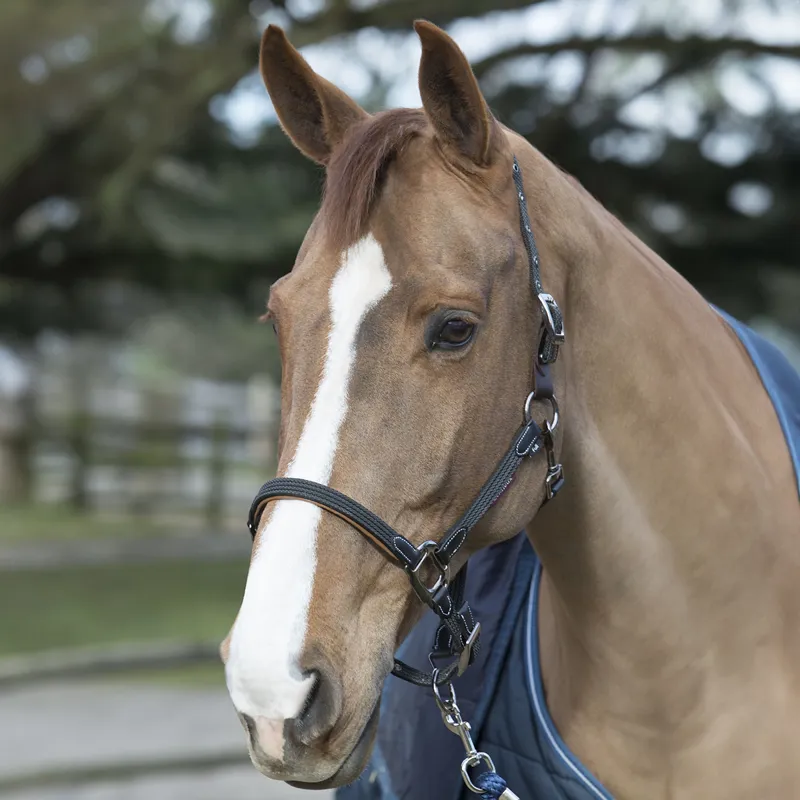 LeMieux Breakaway Headcollar - Black/Brown-3