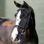 LeMieux Classique Flash Bridle - Black/Silver