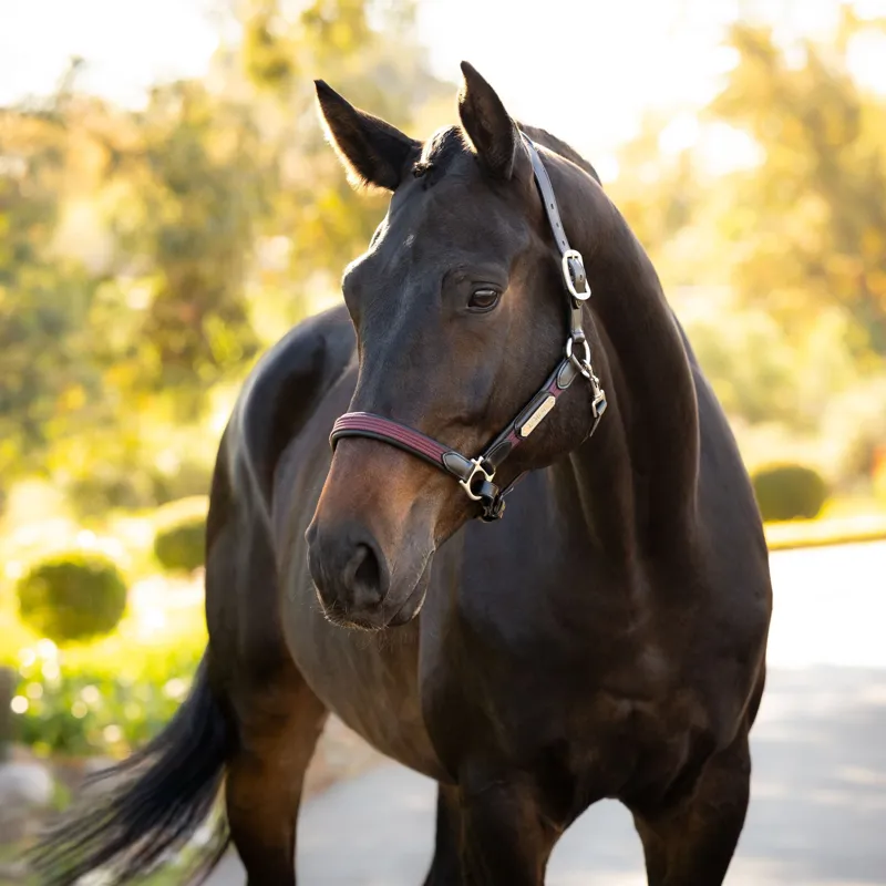 LeMieux Capella Leather Headcollar - Bramble-1
