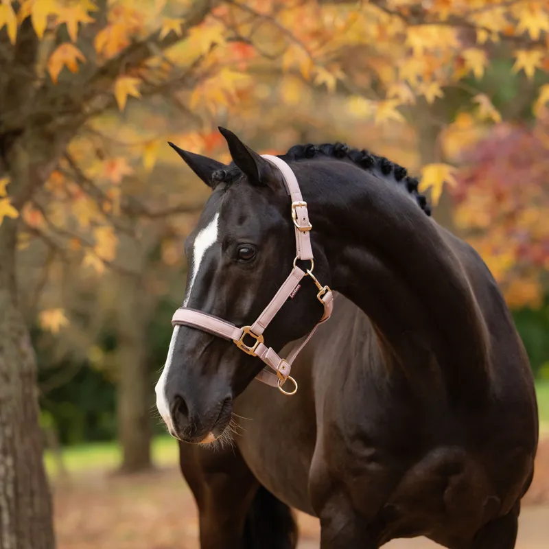 LeMieux Essence Headcollar - Wild Rose-1