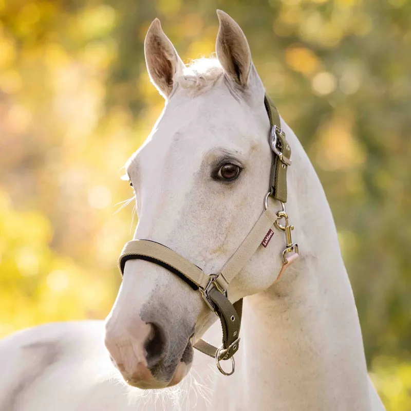 LeMieux Medley Headcollar - Gooseberry/Pear/Petal Pre-Order-1