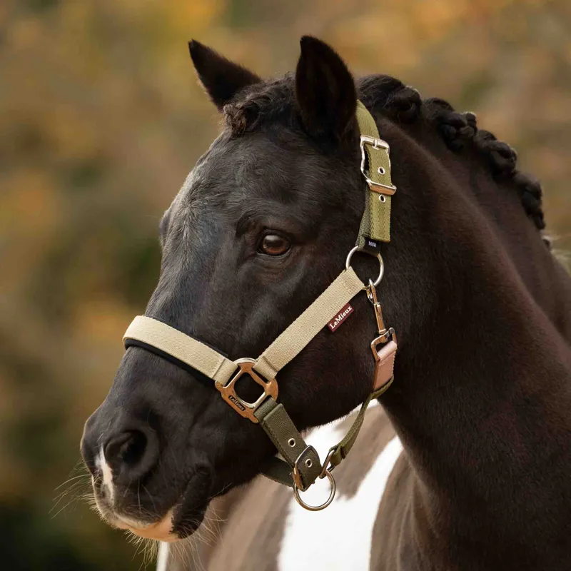 LeMieux Medley Headcollar - Gooseberry/Pear/Petal Pre-Order
