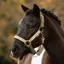 LeMieux Medley Headcollar - Gooseberry/Pear/Petal Pre-Order