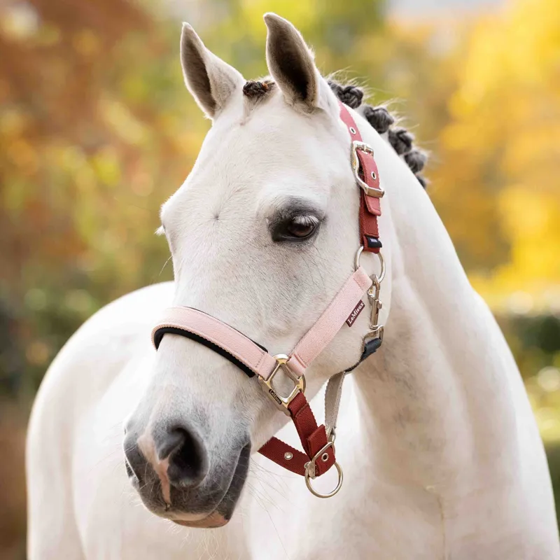 LeMieux Medley Headcollar - Spiced Earth/Petal/Aloe Pre-Order-1