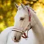LeMieux Medley Headcollar - Spiced Earth/Petal/Aloe Pre-Order