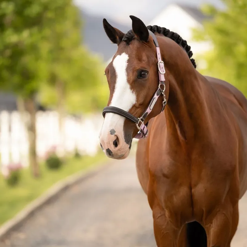 LeMieux Capella Leather Headcollar - Fondant -1
