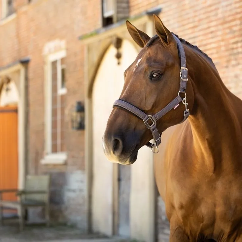 LeMieux Heritage Headcollar - Cocoa Pre-Order-1
