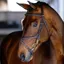 LeMieux Kudos Work Grackle Bridle - Brown/Brass