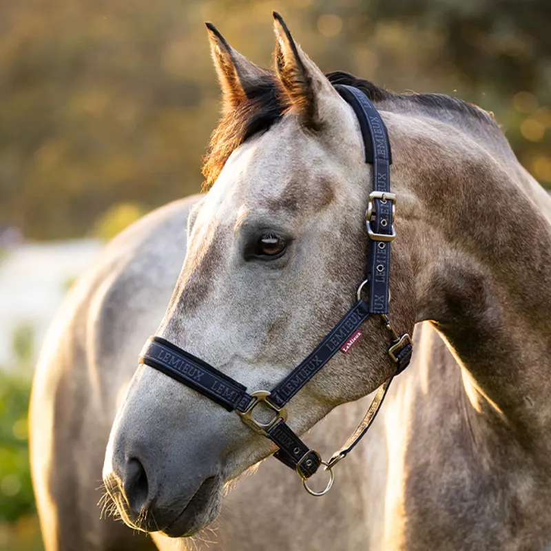 LeMieux Logo Headcollar - Navy-2
