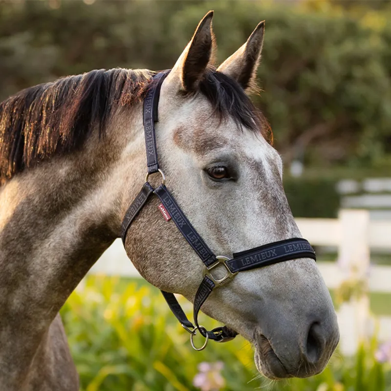 LeMieux Logo Headcollar - Navy-1
