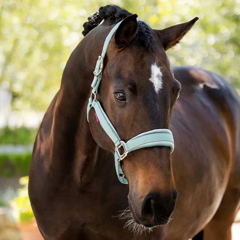 LeMieux Versailles Headcollar - Aqua-2