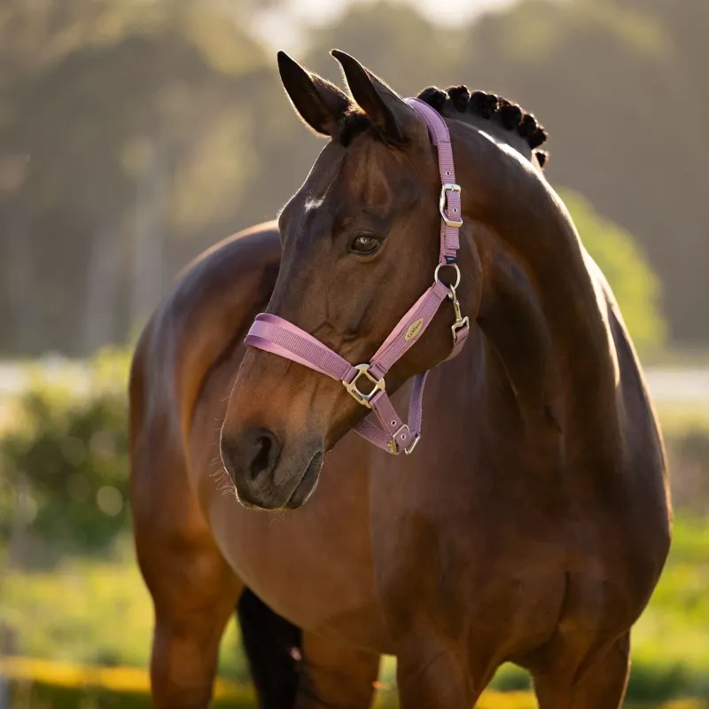 LeMieux Versailles Headcollar - Mallow-1