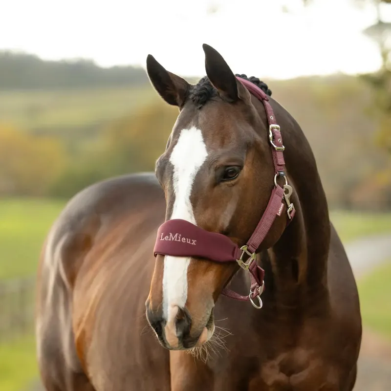 LeMieux Vogue Breakaway Headcollar - Bramble-1