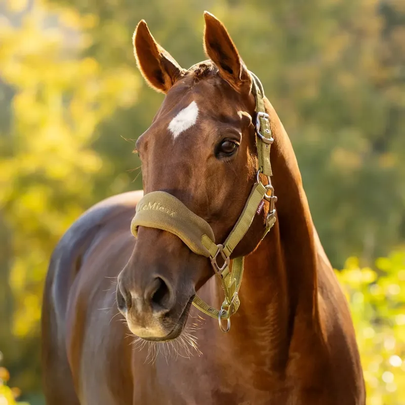 LeMieux Vogue Headcollar and Lead Rope Set - Gooseberry-2