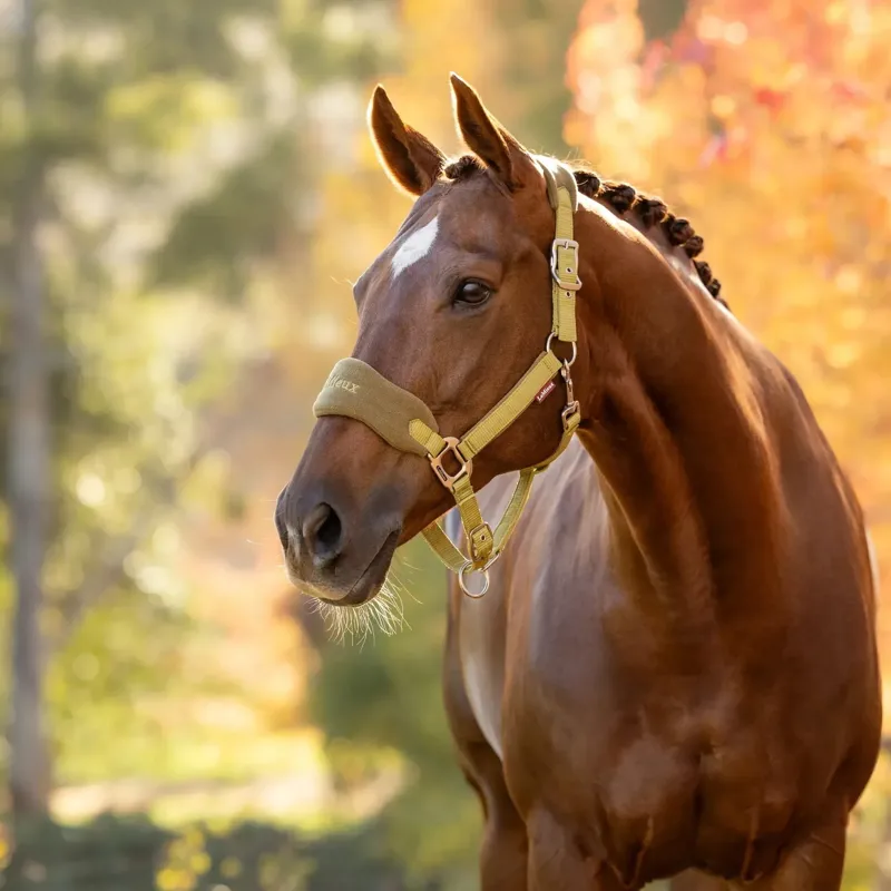 LeMieux Vogue Headcollar and Lead Rope Set - Gooseberry-1