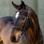 LeMieux Classique Cavesson Bridle - Brown/Silver