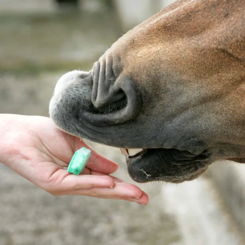 Likit Treat Bar - Assorted Flavours-1